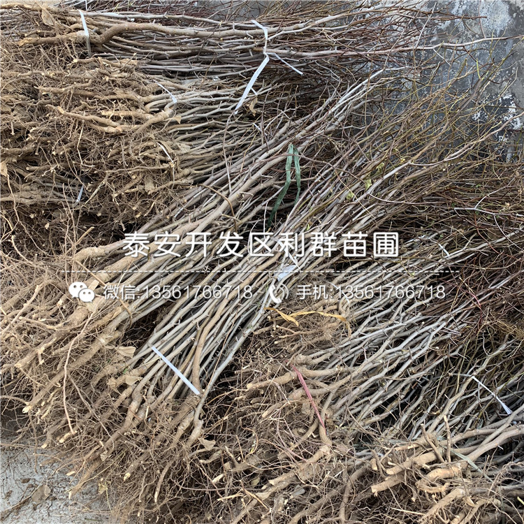 山東七月鮮棗苗、山東七月鮮棗苗新品種