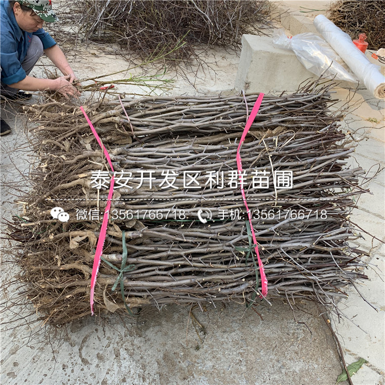脆棗樹苗批發(fā)、2019年脆棗樹苗價格
