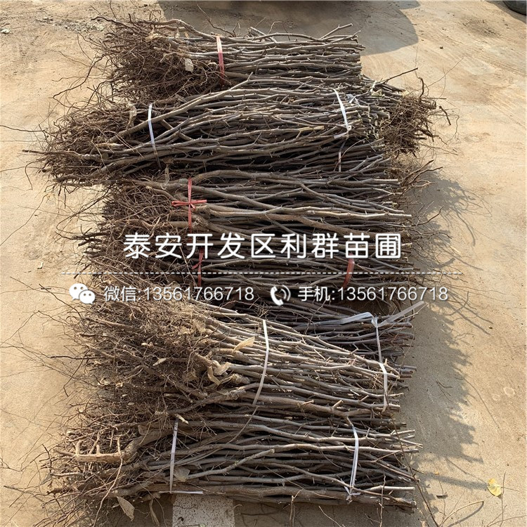 月光棗苗、月光棗苗品種