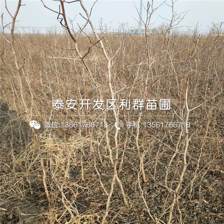 沾化二代冬棗苗報(bào)價(jià)、沾化二代冬棗苗多少錢(qián)一棵