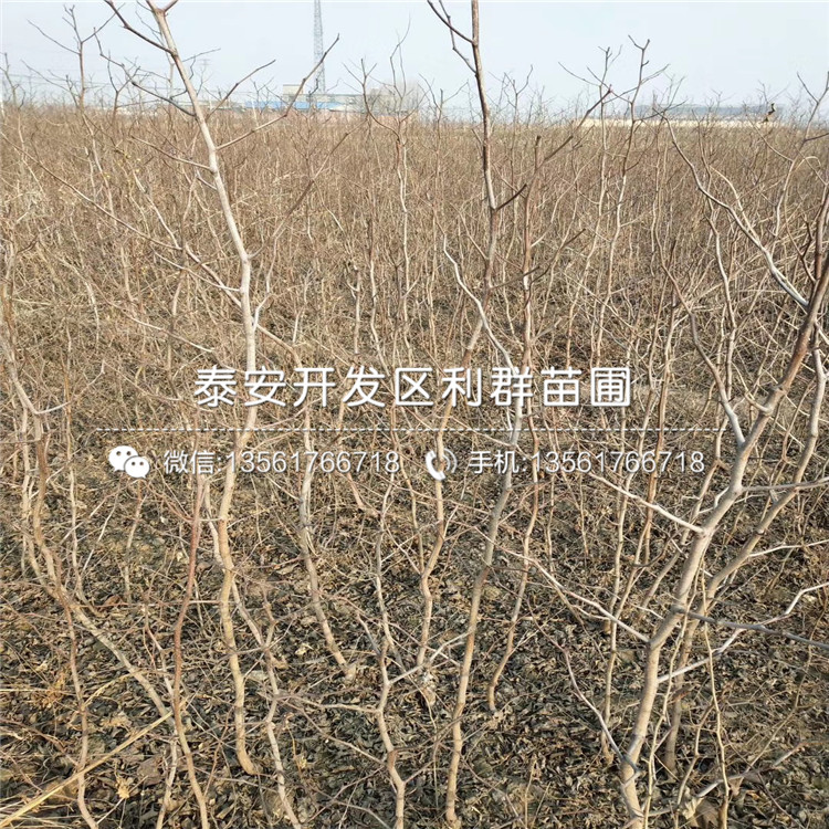 冬棗苗、冬棗苗出售價格