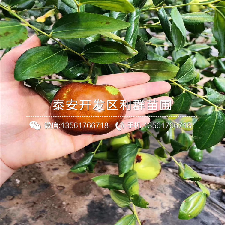 沾化冬棗樹苗出售、沾化冬棗樹苗價格