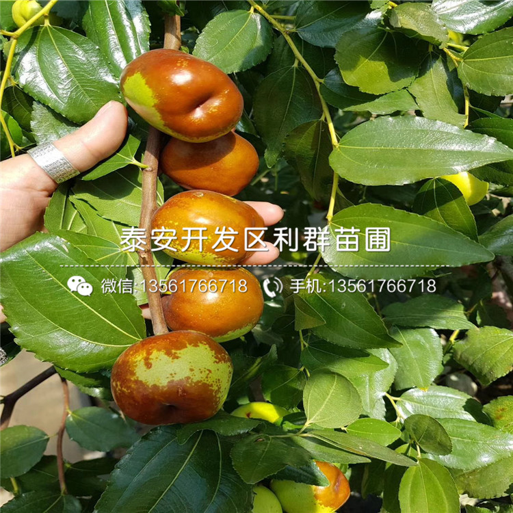 金絲小棗苗、金絲小棗苗出售
