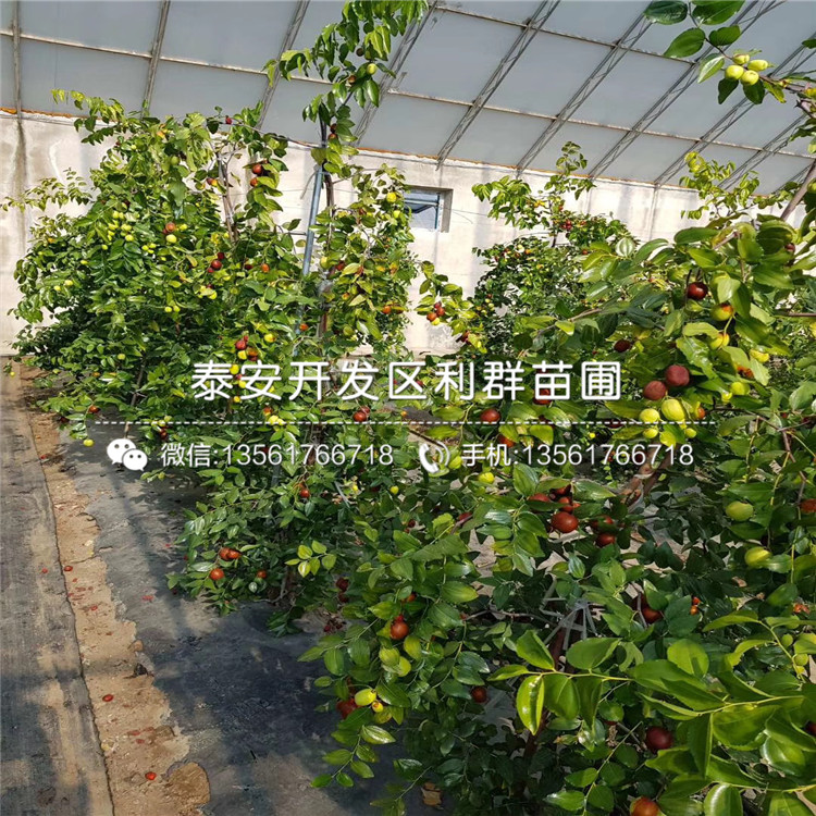 我想買(mǎi)大紅棗樹(shù)苗、大紅棗樹(shù)苗價(jià)格多少