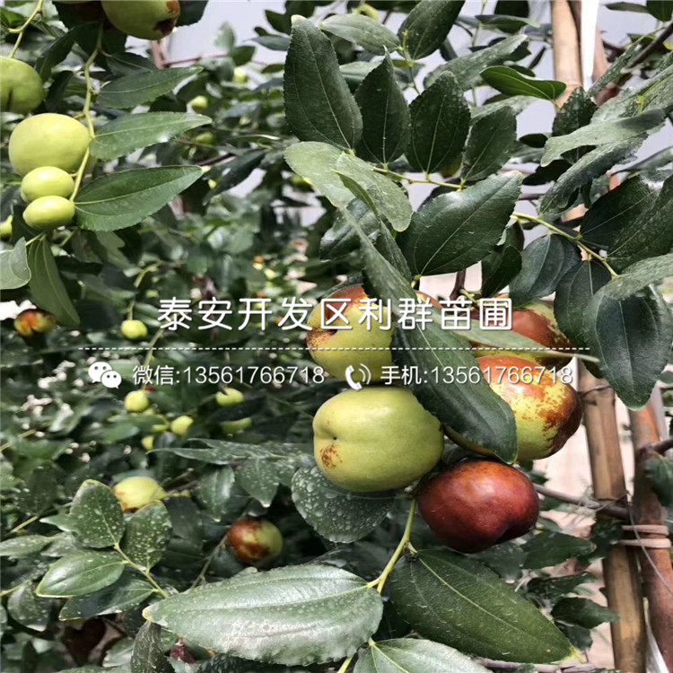 短枝矮化棗樹苗哪里便宜、短枝矮化棗樹苗價格是多少