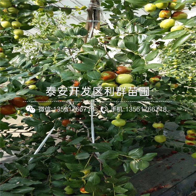 山東雪棗苗、山東雪棗苗批發(fā)