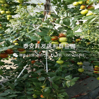 山東伏脆蜜棗苗、山東伏脆蜜棗苗價格