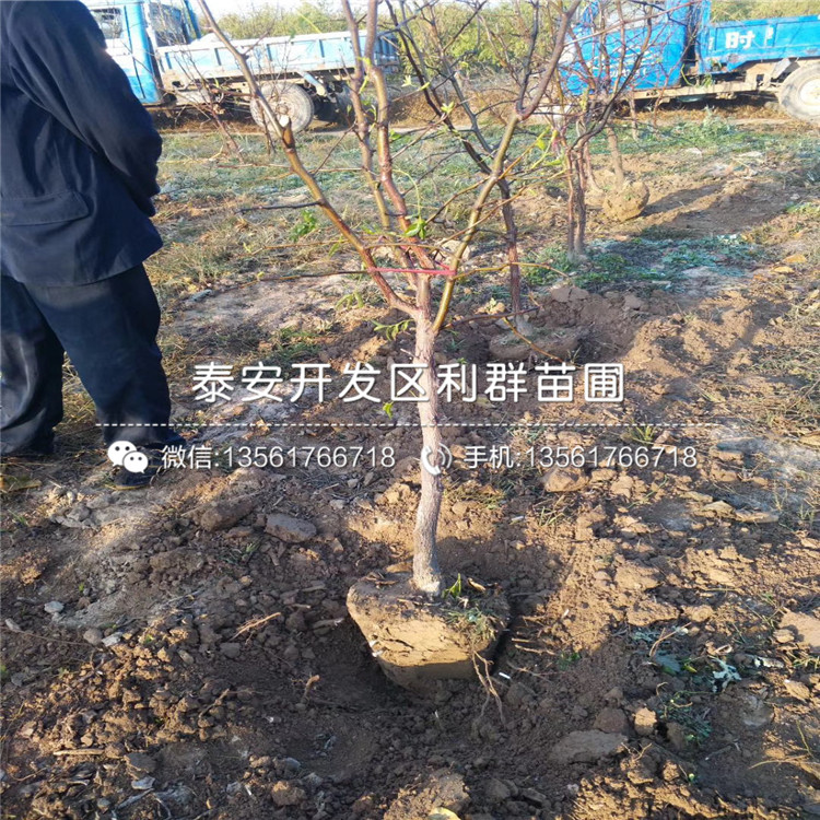 茶壺棗苗批發(fā)價(jià)格、茶壺棗苗多少錢一棵