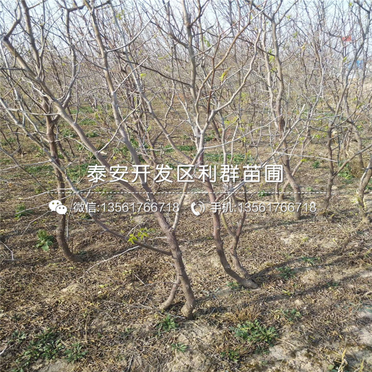 茶壺棗樹苗、茶壺棗樹苗出售