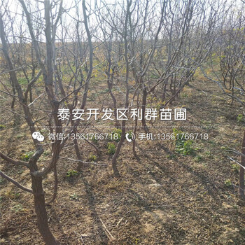 早脆王棗苗批發(fā)、2019年早脆王棗苗價格