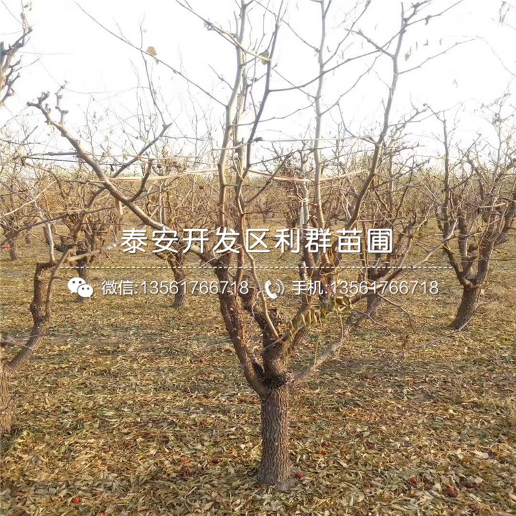 3公分棗苗價(jià)格、3公分棗苗批發(fā)