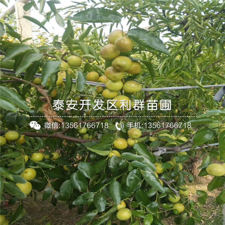 七月鮮棗苗批發(fā)、2019年七月鮮棗苗價(jià)格
