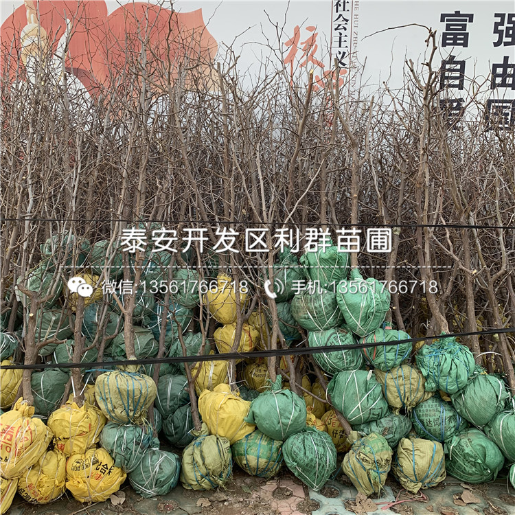 大王棗樹苗出售、2019年大王棗樹苗價(jià)格