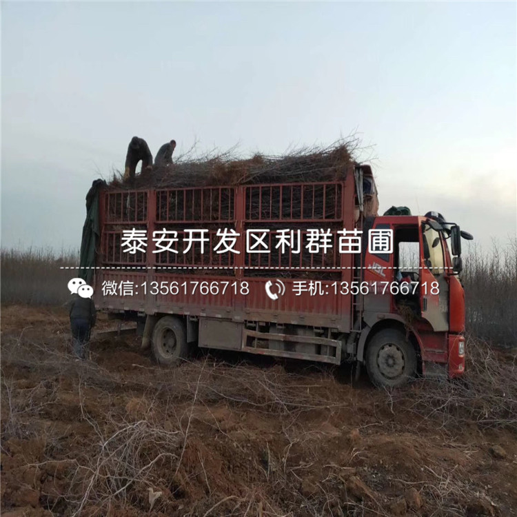 山東七月鮮棗苗、山東七月鮮棗苗新品種