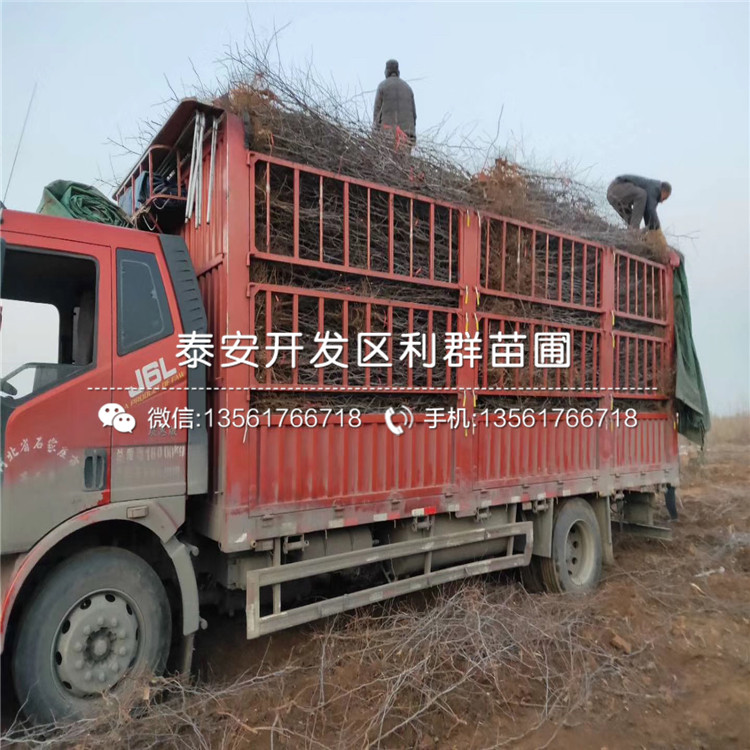 茶壺棗苗批發(fā)價(jià)格、茶壺棗苗多少錢一棵