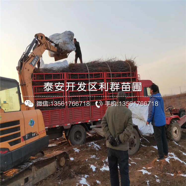 七月鮮棗苗出售、七月鮮棗苗基地