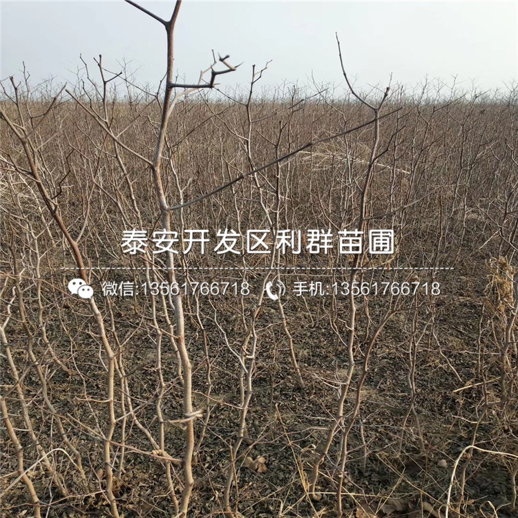 山東泰安棗樹苗、山東泰安棗樹苗價(jià)格及報(bào)價(jià)
