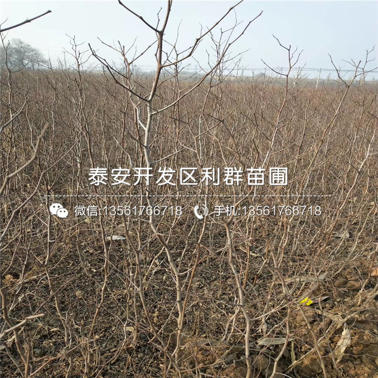 子彈頭棗樹苗、子彈頭棗樹苗批發(fā)價
