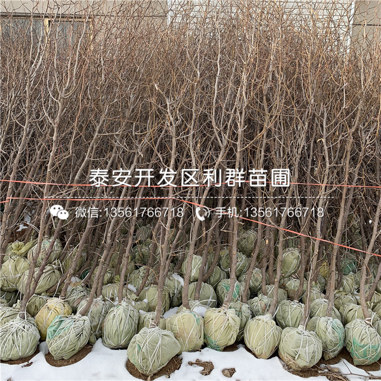 山東七月鮮棗苗、山東七月鮮棗苗新品種