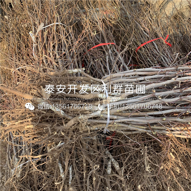 山東龍爪棗樹苗、山東龍爪棗樹苗多少錢一棵