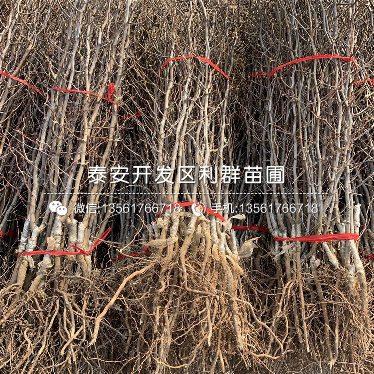 棗苗