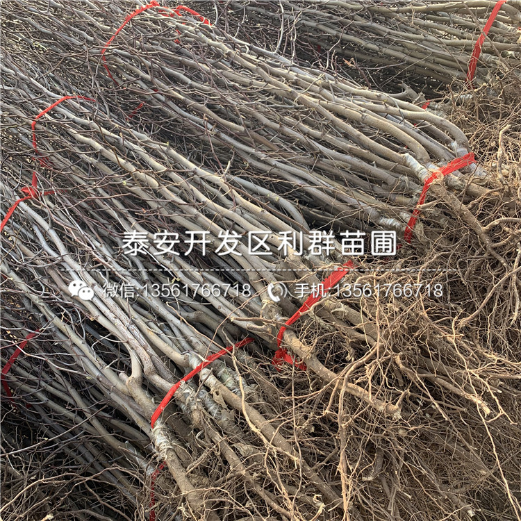 脆棗樹苗批發(fā)、2019年脆棗樹苗價格