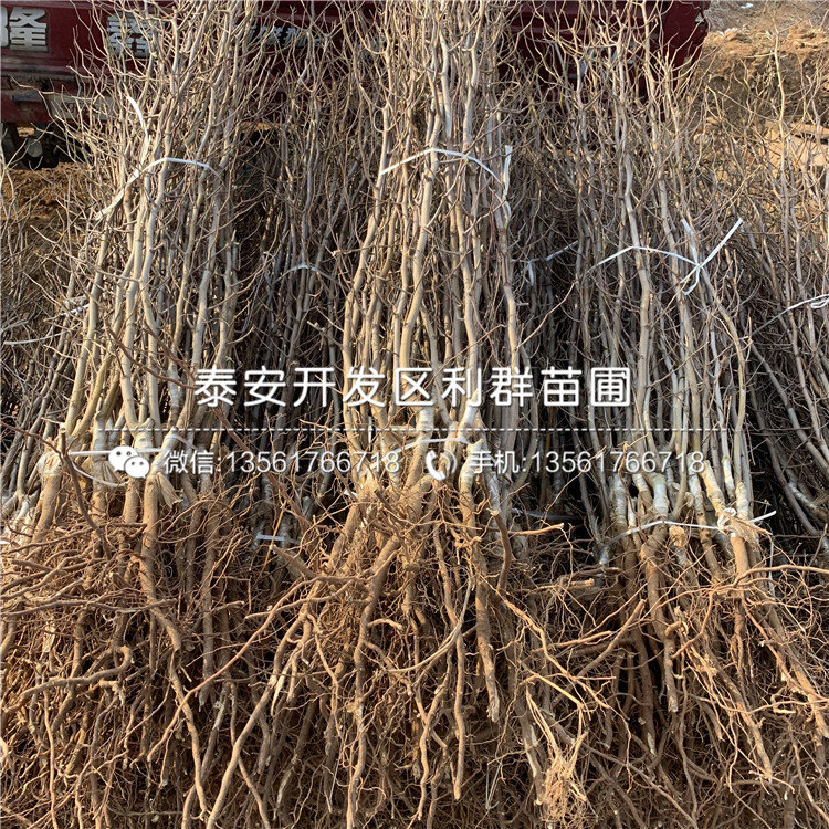 灰棗樹苗價格、灰棗樹苗基地
