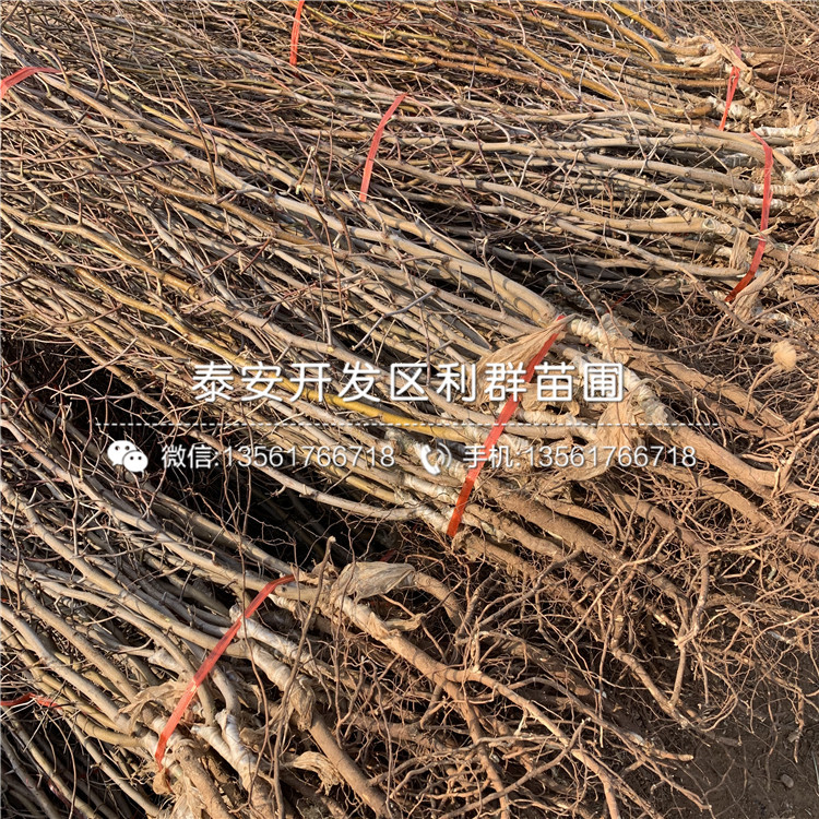 我想買(mǎi)大紅棗樹(shù)苗、大紅棗樹(shù)苗價(jià)格多少
