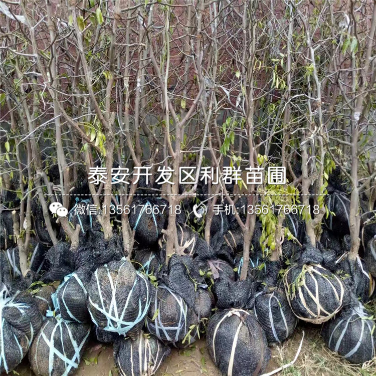 七月鮮棗苗批發(fā)、2019年七月鮮棗苗價(jià)格