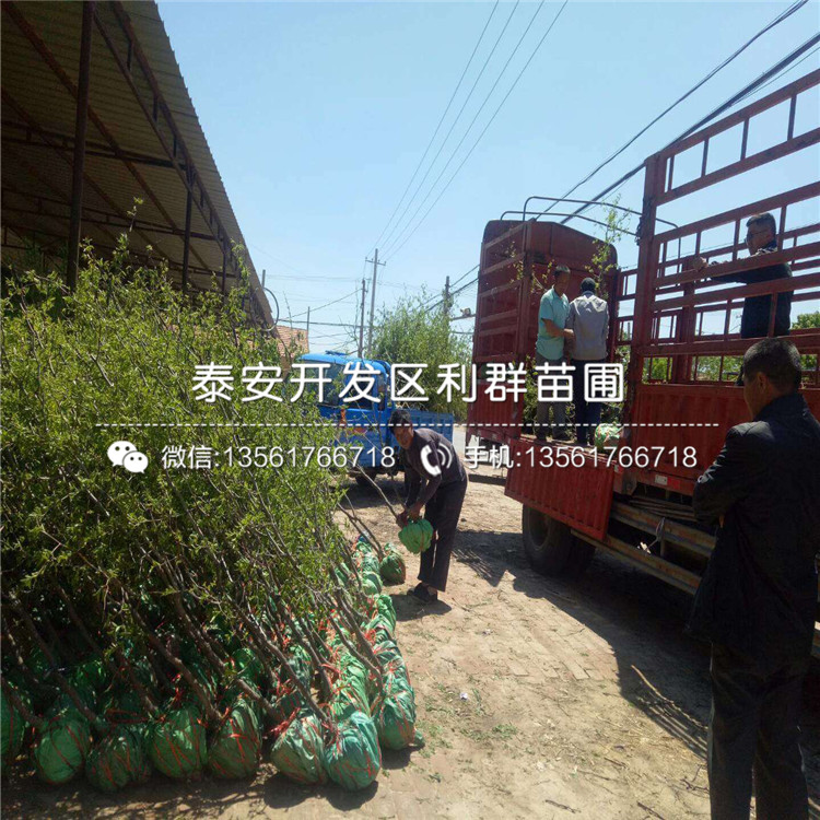 子彈頭棗苗、子彈頭棗苗出售價(jià)格