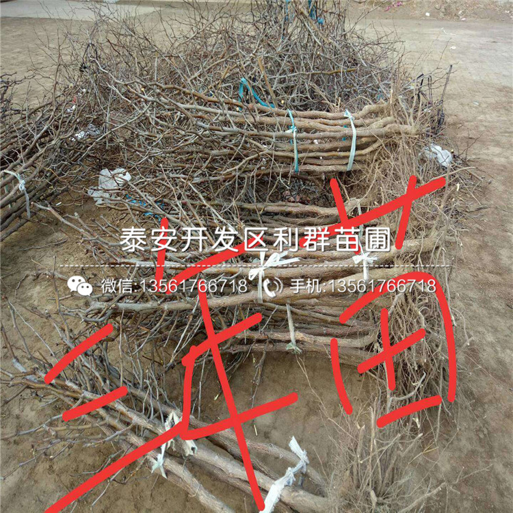 沾化二代冬棗苗報(bào)價(jià)、沾化二代冬棗苗多少錢(qián)一棵