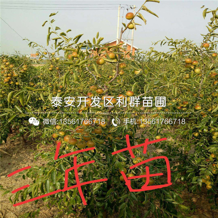 龍棗苗報(bào)價(jià)、龍棗苗多少錢(qián)一棵
