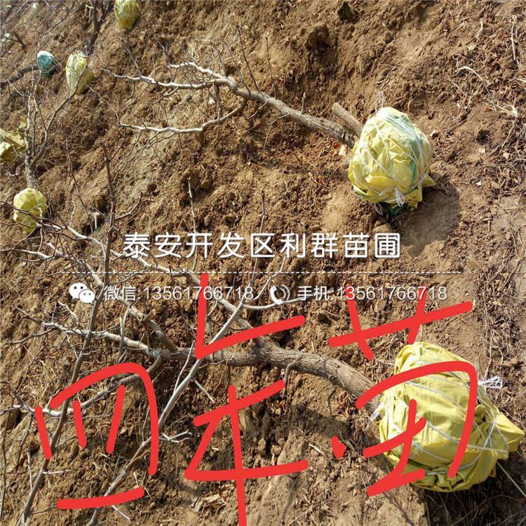 2公分冬棗苗出售、2019年2公分冬棗苗價格