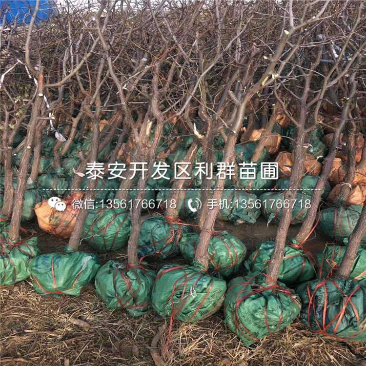 月光棗苗、月光棗苗品種