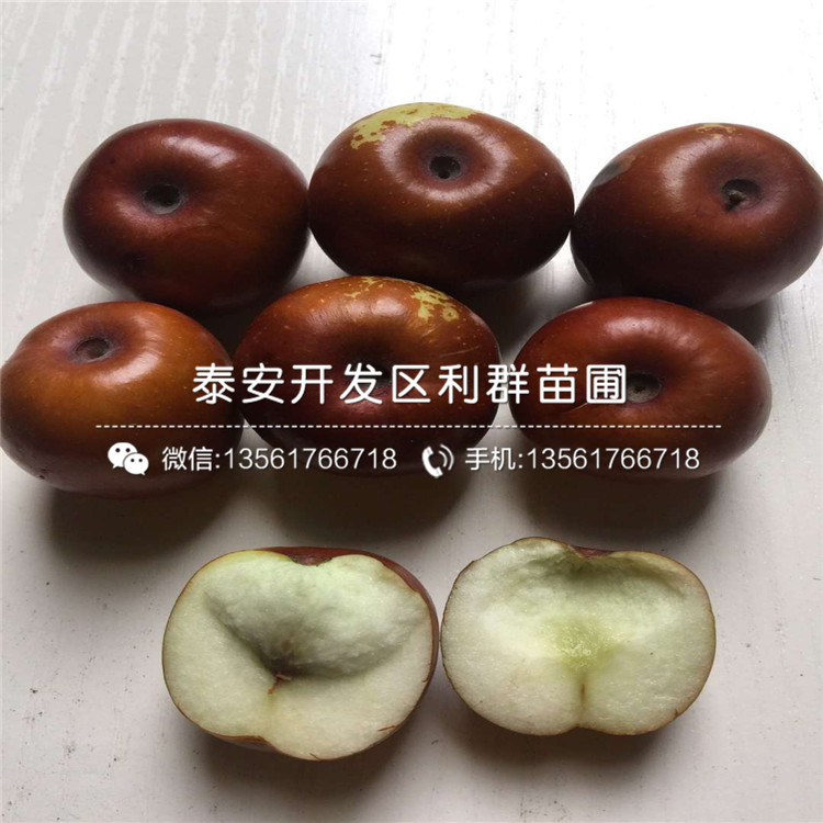 我想買冰糖棗苗、冰糖棗苗價(jià)格多少