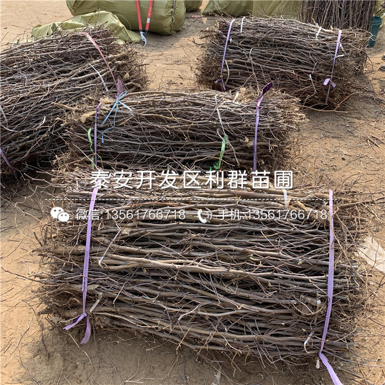 山東金絲棗樹苗、山東金絲棗樹苗價格
