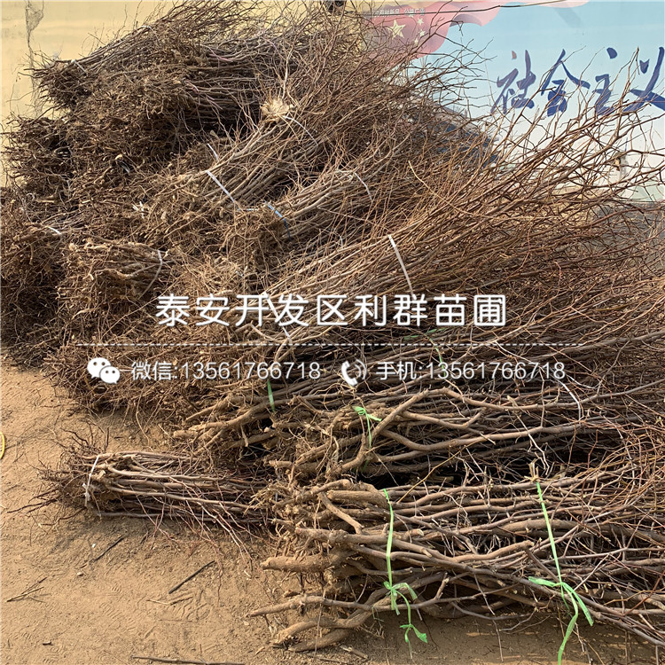 茶壺棗苗價格、茶壺棗苗價格及報價