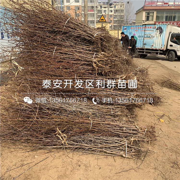 酥脆棗樹苗、酥脆棗樹苗批發(fā)