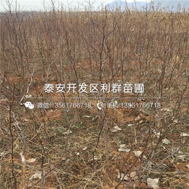 灰棗樹苗價格、灰棗樹苗基地