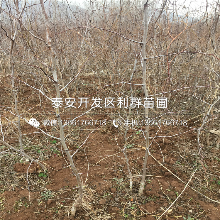 金絲四號(hào)棗苗價(jià)格、金絲四號(hào)棗苗報(bào)價(jià)