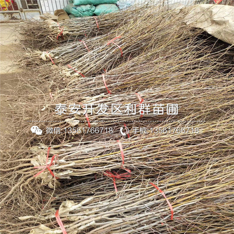 贊皇大棗苗報(bào)價(jià)、贊皇大棗苗價(jià)格