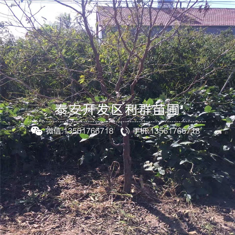 2公分冬棗苗出售、2019年2公分冬棗苗價格