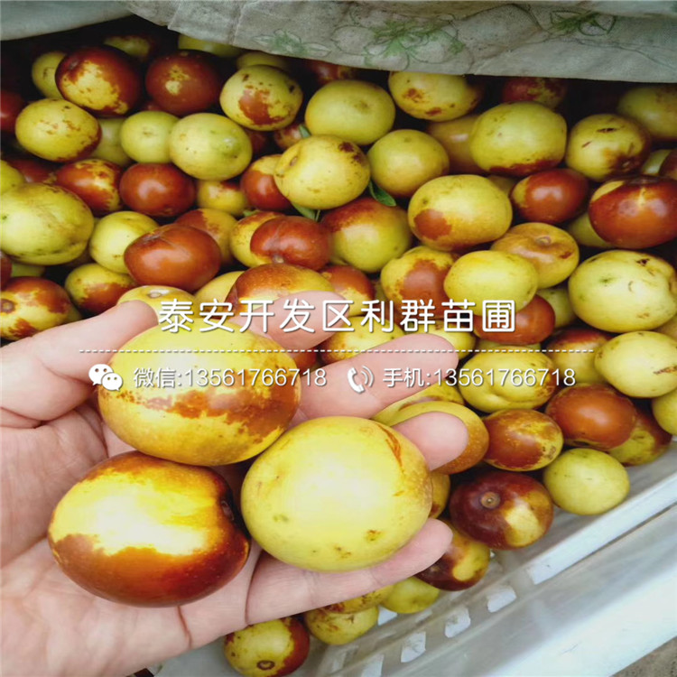 山東泰安棗樹苗、山東泰安棗樹苗價(jià)格及報(bào)價(jià)