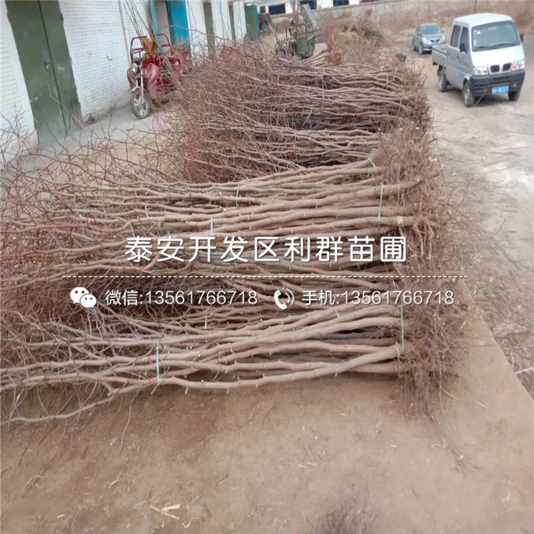 沾化二代冬棗苗報(bào)價(jià)、沾化二代冬棗苗多少錢(qián)一棵