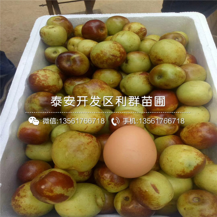 灰棗樹苗價格、灰棗樹苗基地