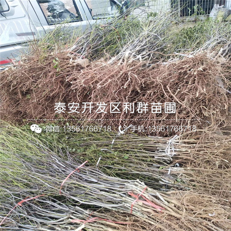 冬棗苗批發(fā)、冬棗苗多少錢一棵