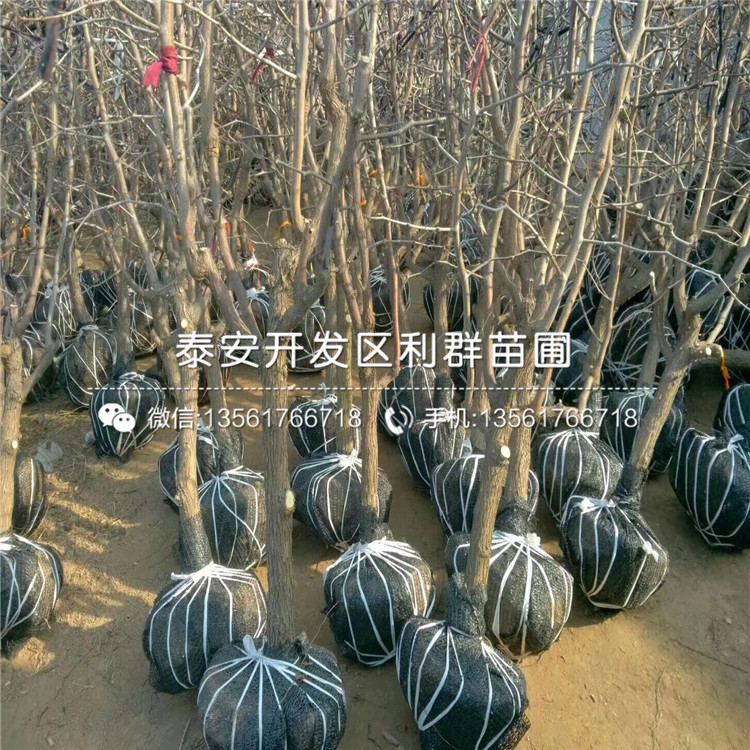 2019年金絲四號(hào)棗樹(shù)苗、金絲四號(hào)棗樹(shù)苗價(jià)格多少