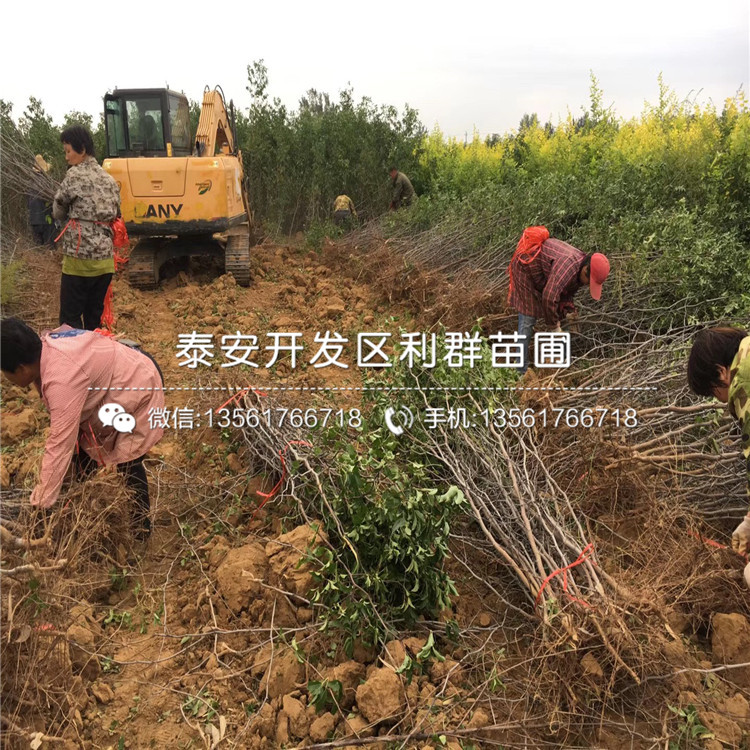 山東七月鮮棗苗、山東七月鮮棗苗新品種