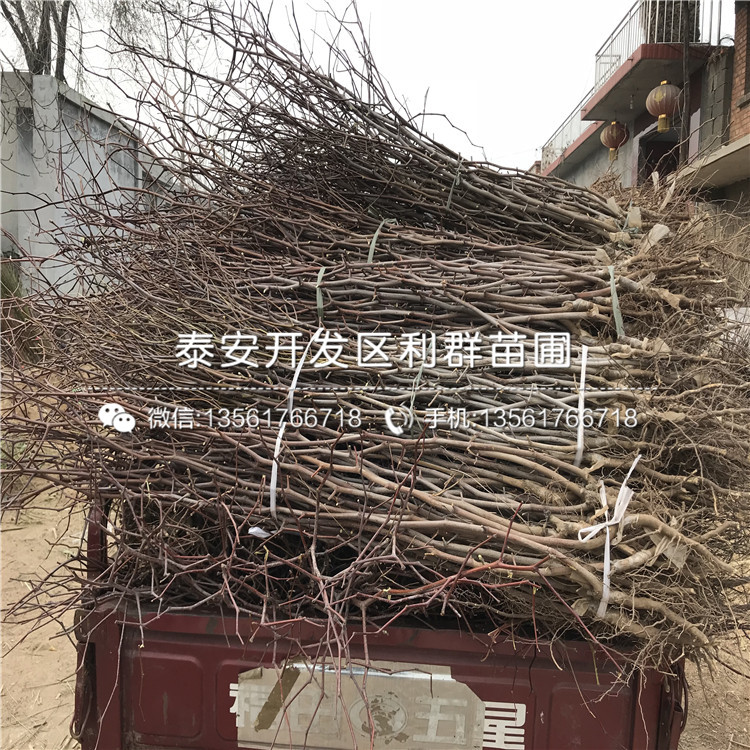 龍爪棗樹苗、龍爪棗樹苗價格及報價