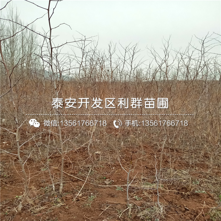 茶壺棗苗批發(fā)價(jià)格、茶壺棗苗多少錢一棵